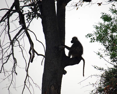 Baboon Lookout