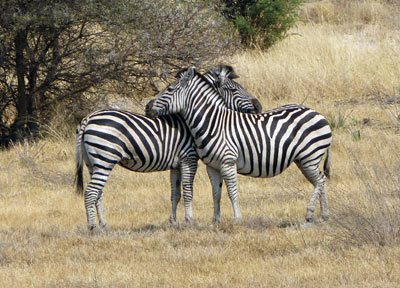 zebraHiRes2